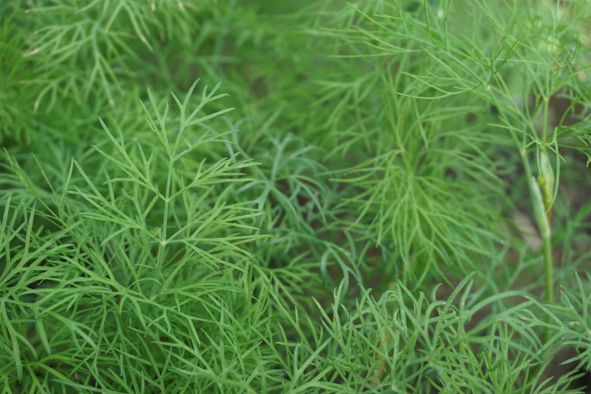 Укроп (лат. Anethum graveolens)