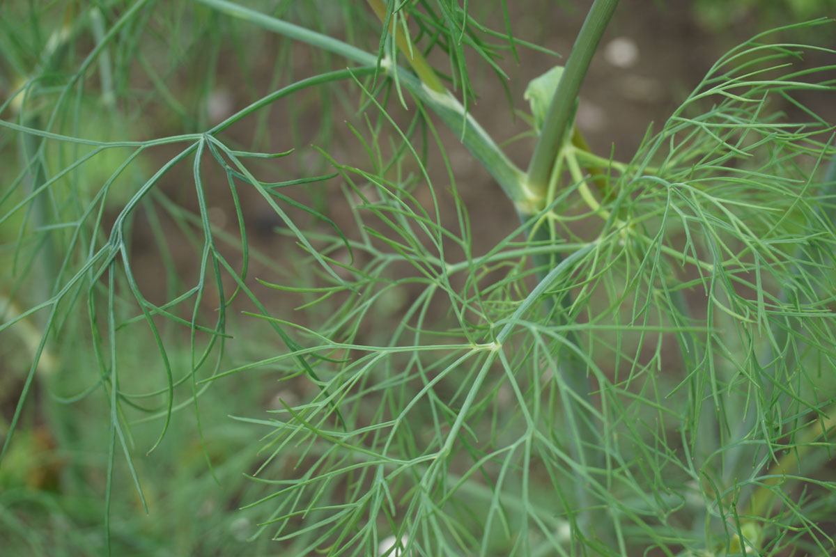 Укроп (лат. Anethum graveolens)