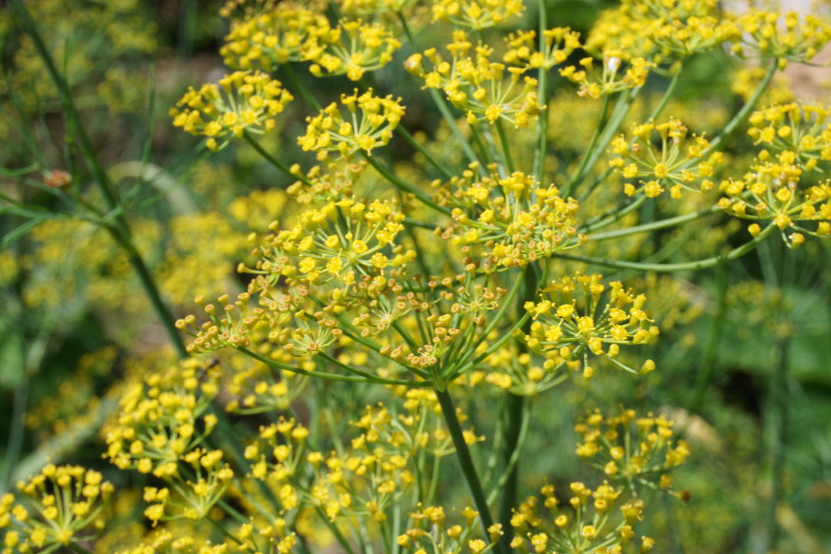 Укроп (лат. Anethum graveolens)