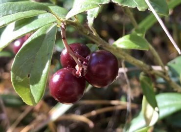 Брусника (лат. Vaccinium vitis-idaea)