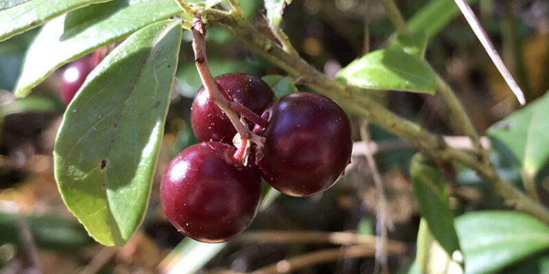 Брусника (лат. Vaccinium vitis-idaea)