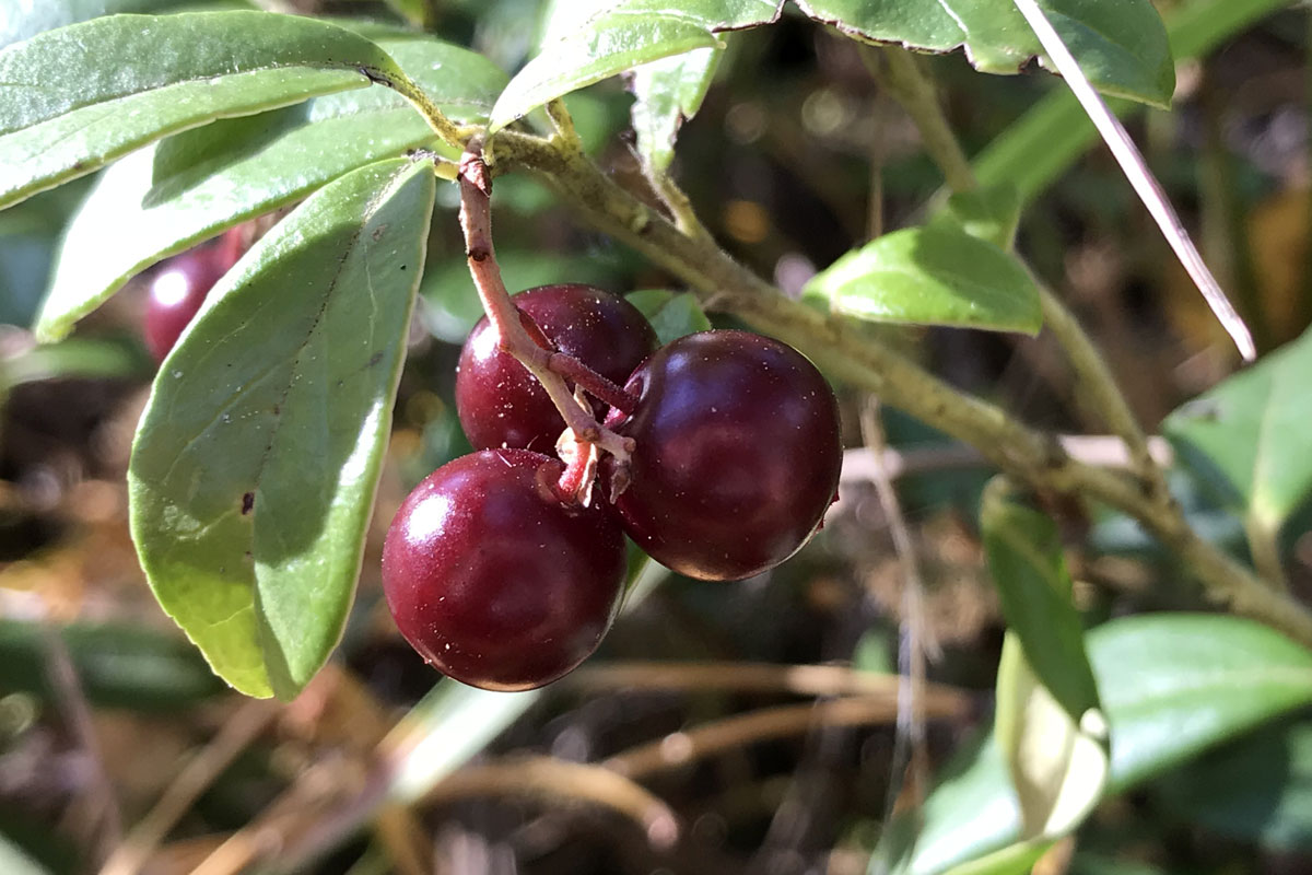 Брусника (лат. Vaccinium vitis-idaea)