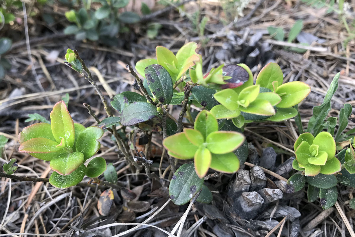 Брусника (лат. Vaccinium vitis-idaea)