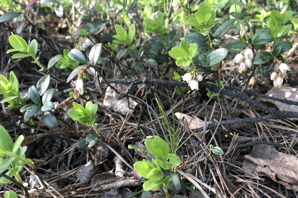 Брусника (лат. Vaccinium vitis-idaea)