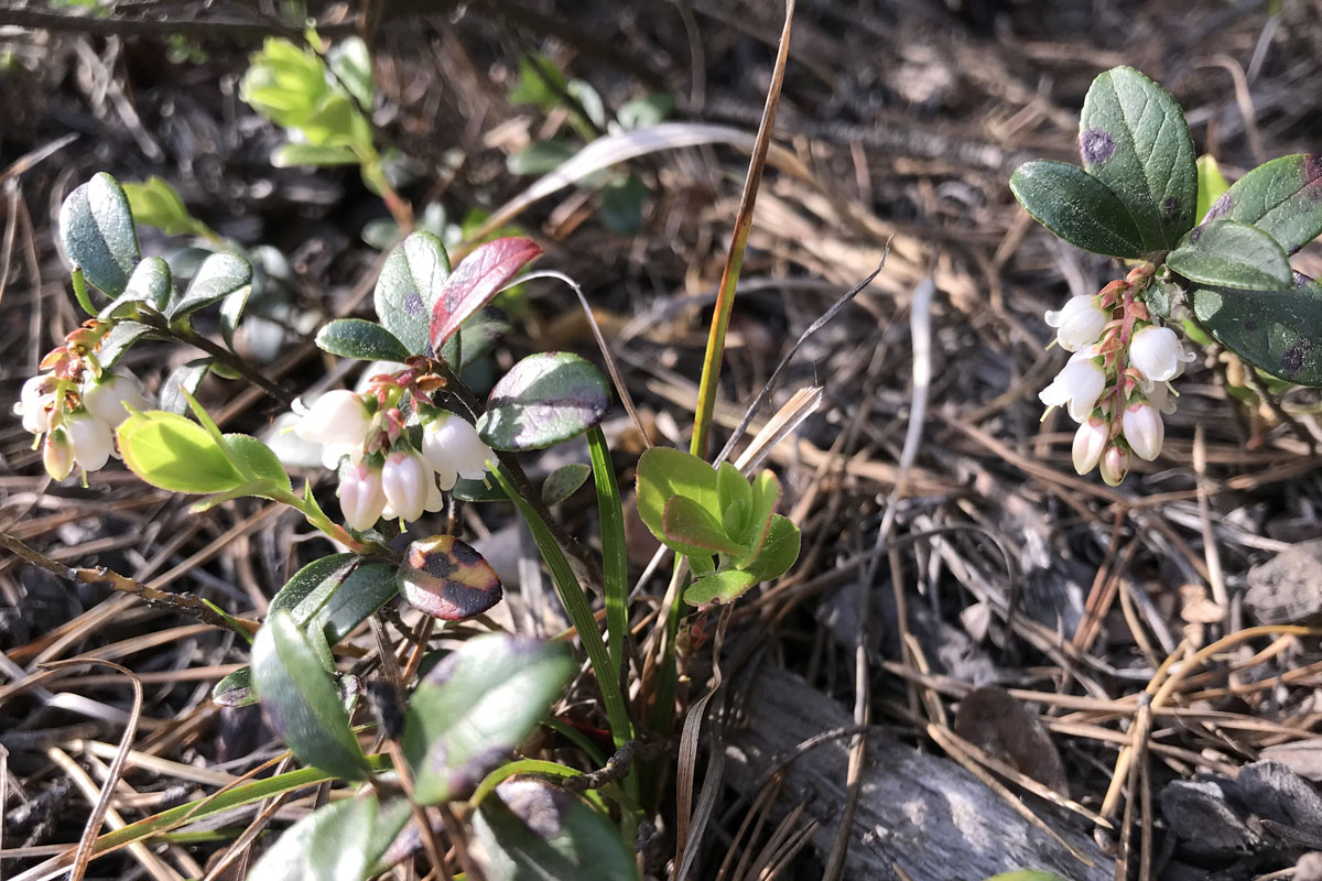 Брусника (лат. Vaccinium vitis-idaea)