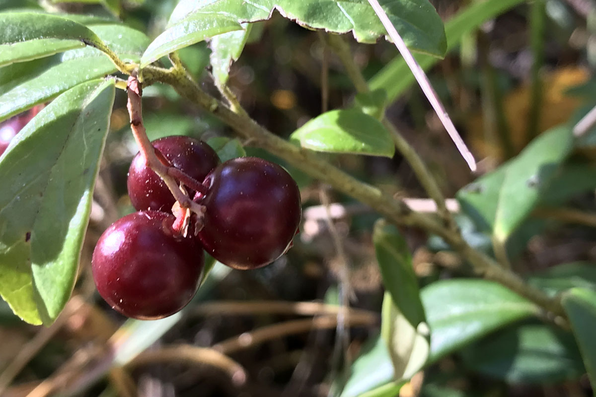 Брусника (лат. Vaccinium vitis-idaea)