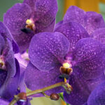 Орхидея Ванда (лат. Vanda)