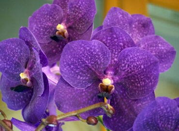 Орхидея Ванда (лат. Vanda)