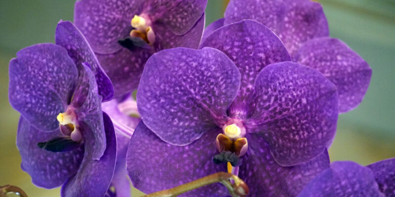 Орхидея Ванда (лат. Vanda)