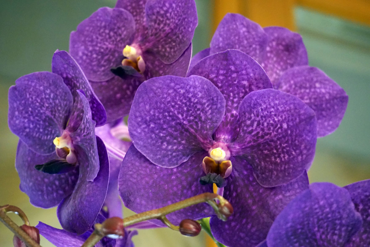 Орхидея Ванда (лат. Vanda)