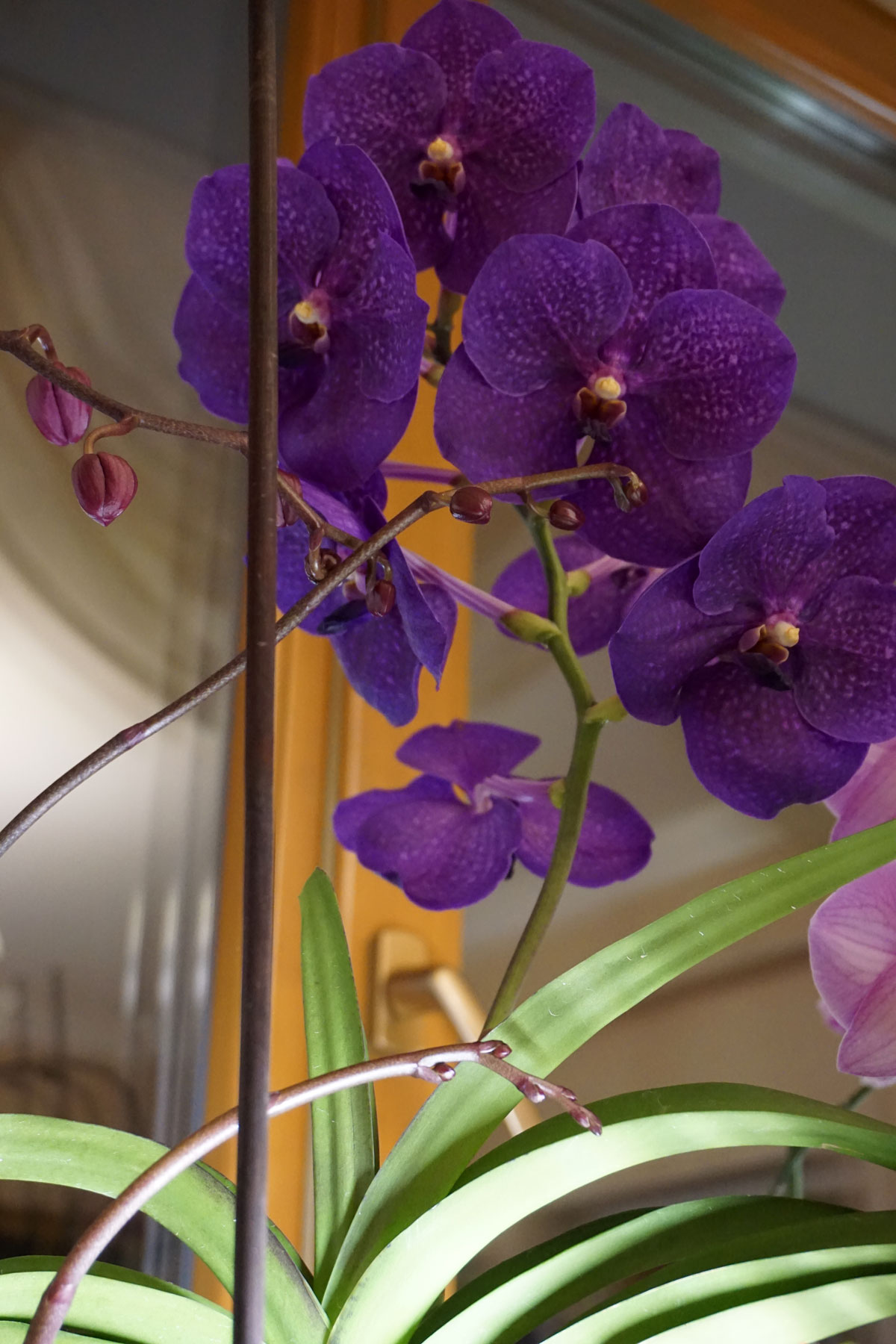 Орхидея Vanda Pakchong Blue ‘Sathien’