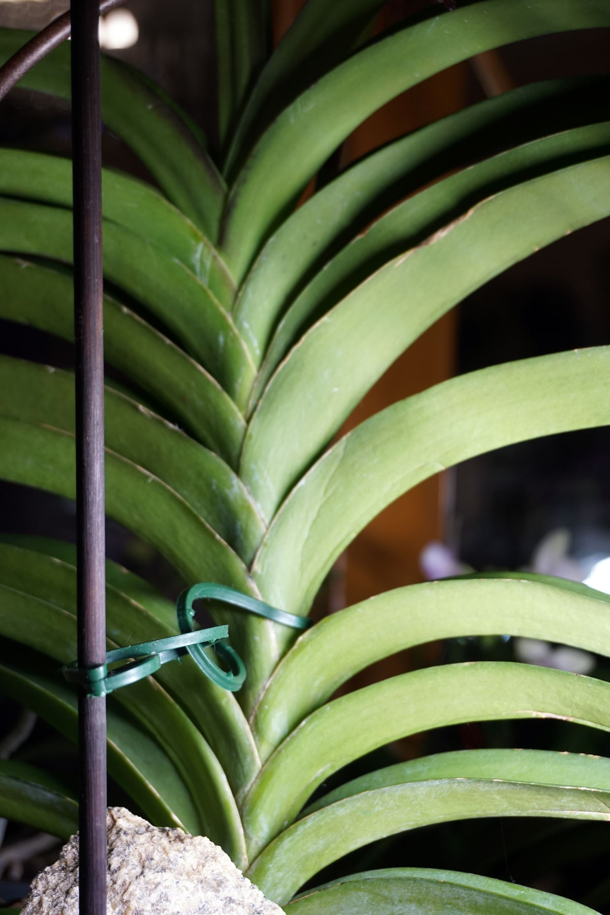 Орхидея Vanda Pakchong Blue ‘Sathien’