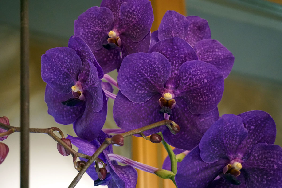 Орхидея Vanda Pakchong Blue ‘Sathien’