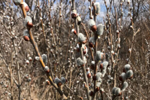 Вербное воскресенье