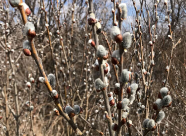 Вербное воскресенье