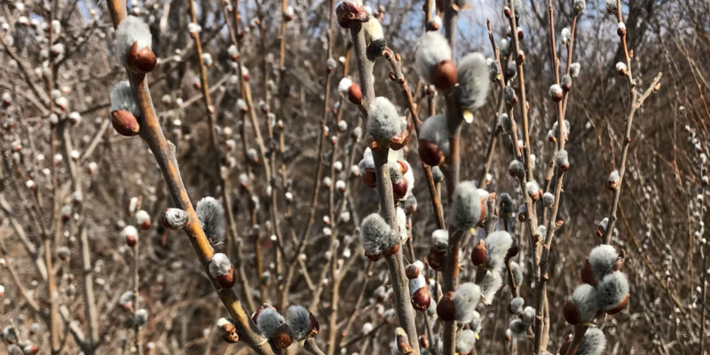 Вербное воскресенье