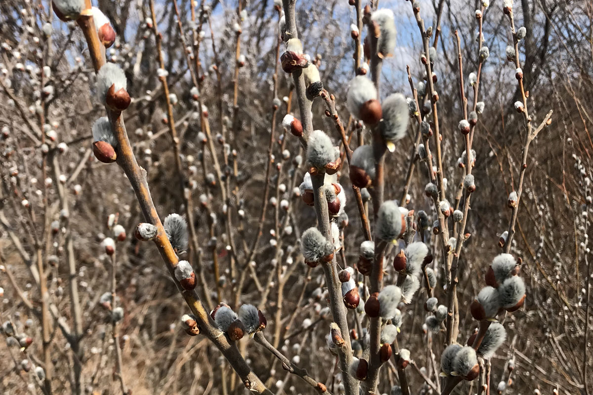 Вербное воскресенье