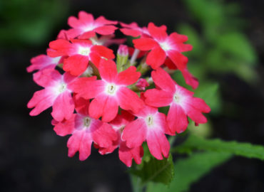 Вербена гибридная (лат. Verbena x hybrida)