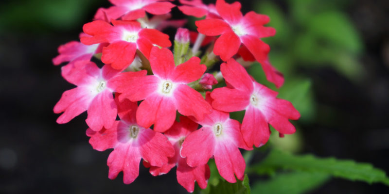 Вербена гибридная (лат. Verbena x hybrida)