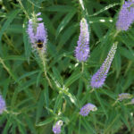 Вероника длиннолистная (Veronica longifolia)