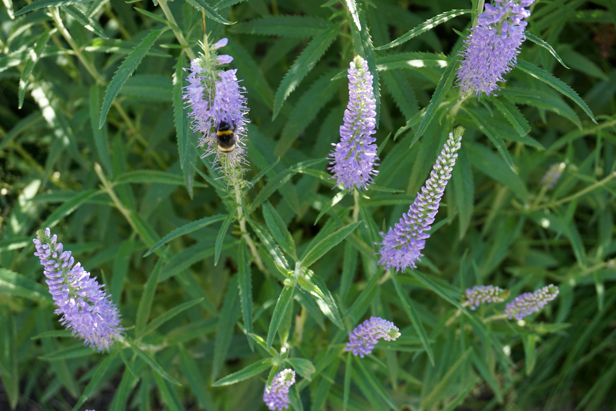 Вероника длиннолистная (Veronica longifolia)