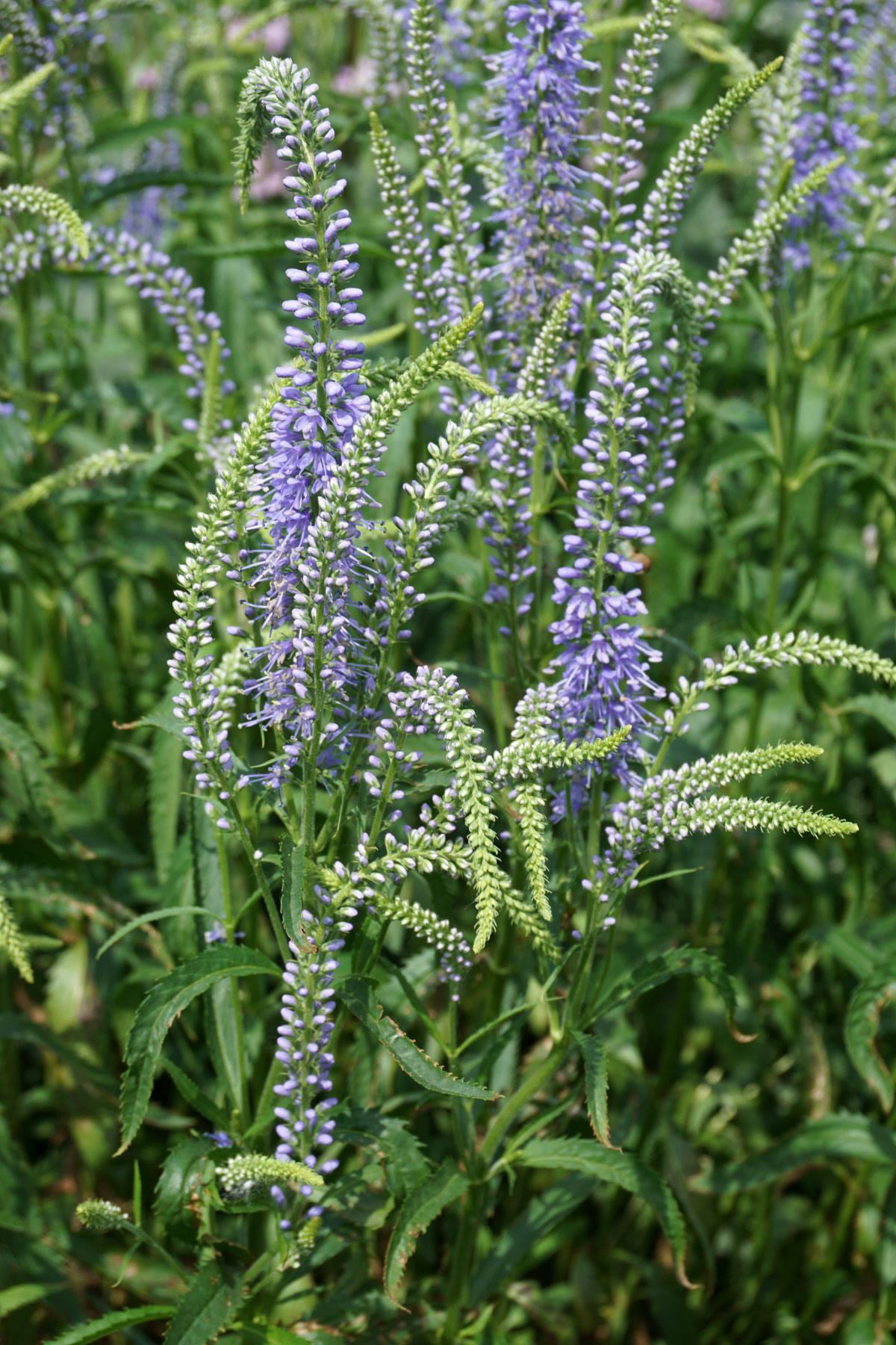 Вероника длиннолистная (Veronica longifolia)
