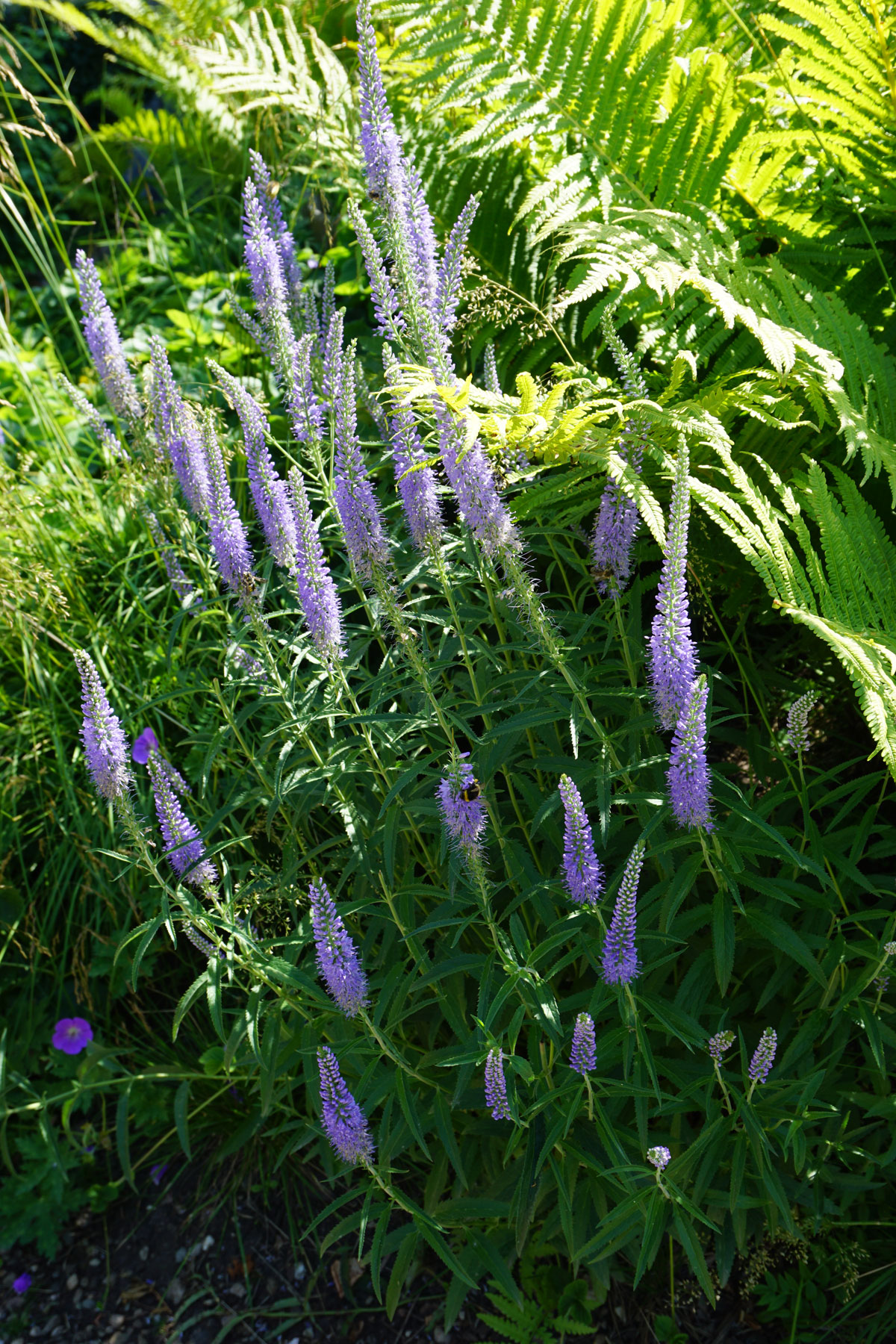 Вероника длиннолистная (Veronica longifolia)