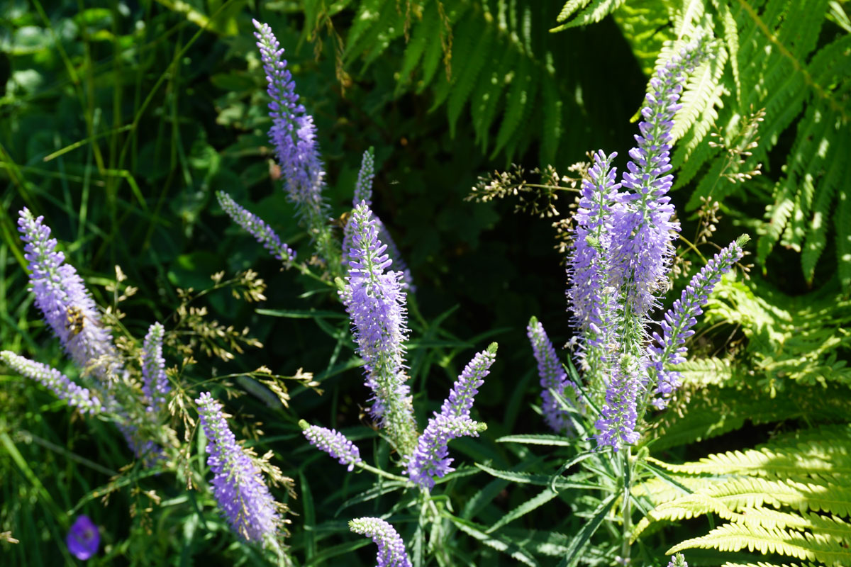Вероника длиннолистная (Veronica longifolia)