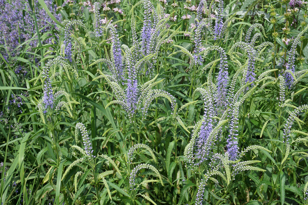 Вероника длиннолистная (Veronica longifolia)