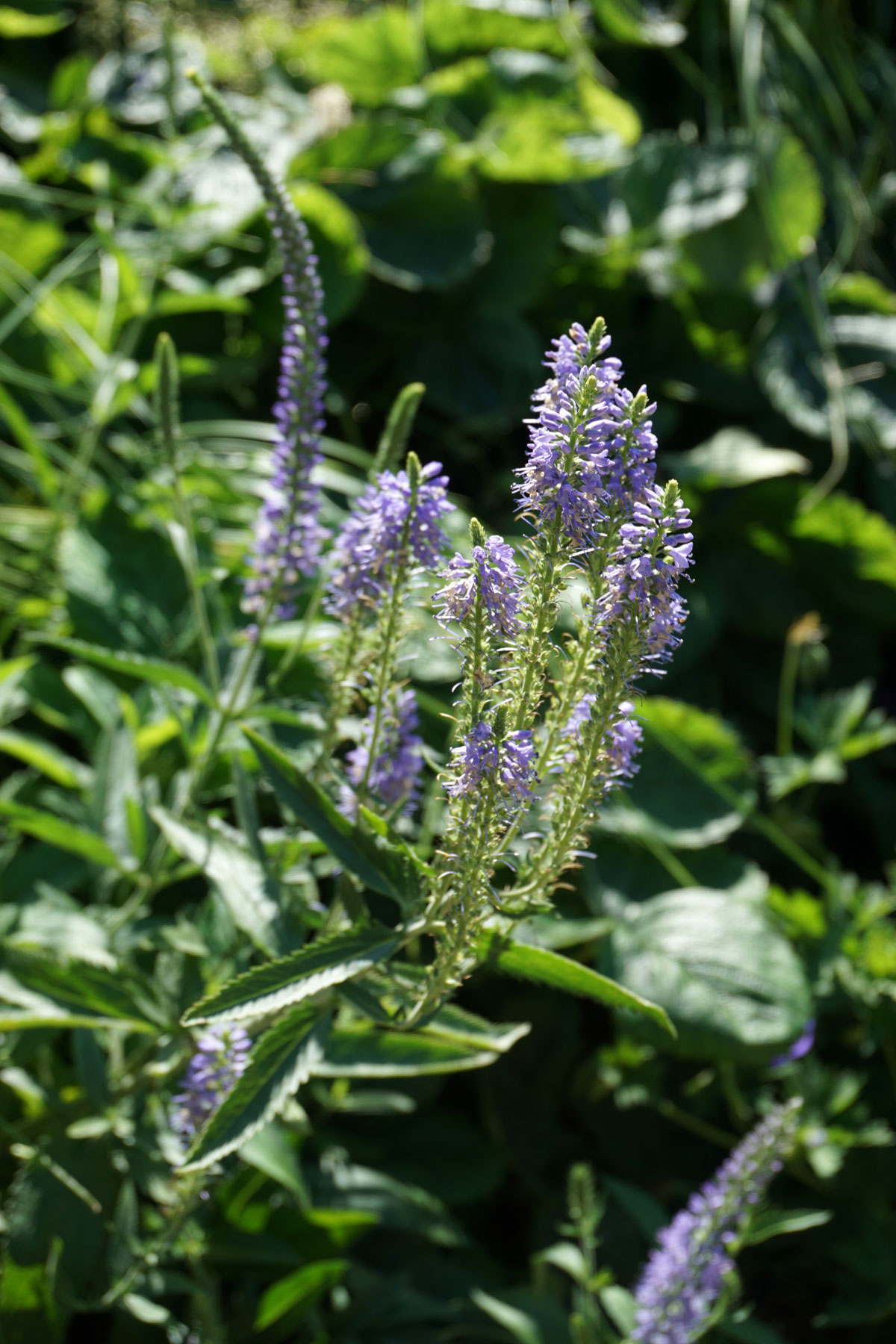 Вероника длиннолистная (Veronica longifolia)