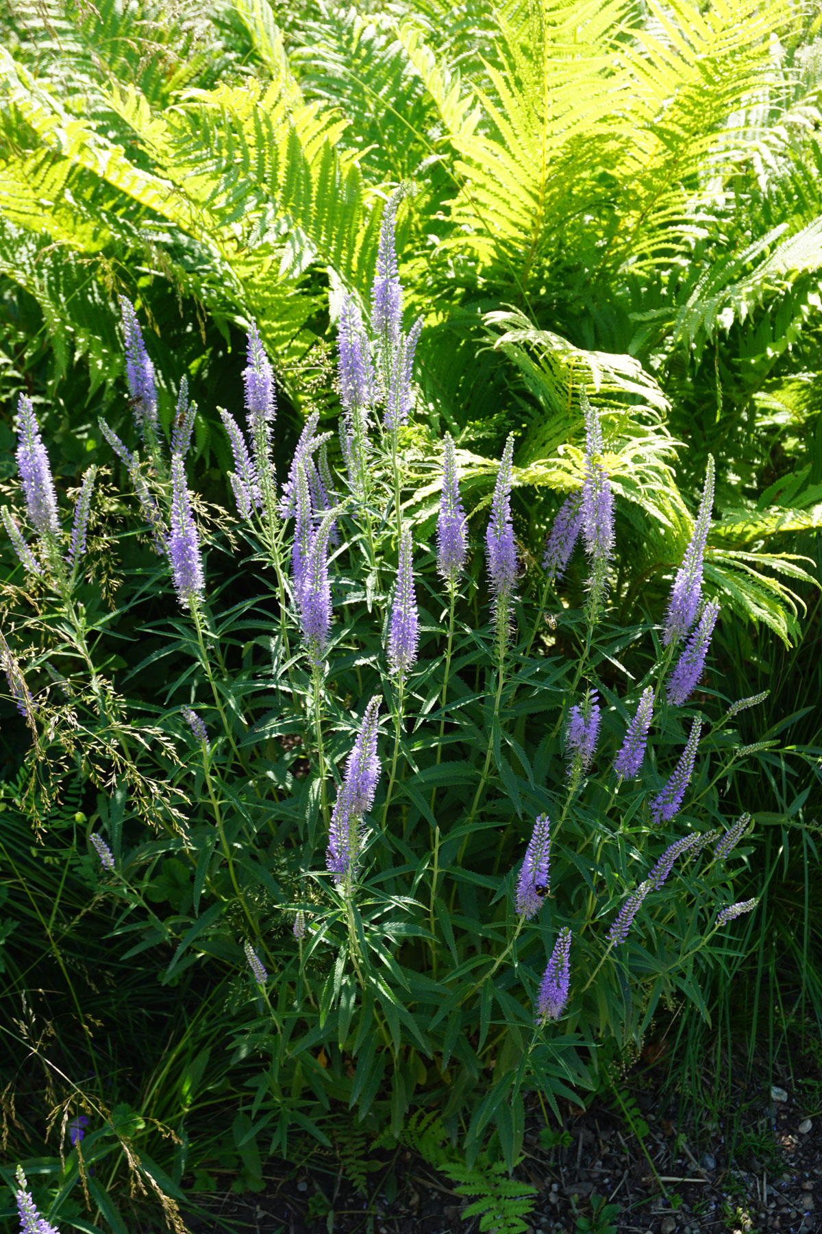 Вероника длиннолистная (Veronica longifolia)