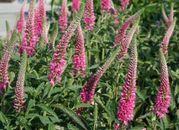 Вероника колосистая (лат. Veronica spicata)