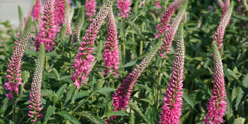 Вероника колосистая (лат. Veronica spicata)