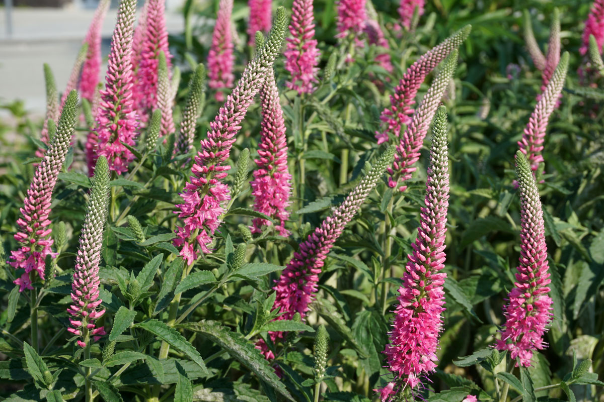 Вероника колосистая (лат. Veronica spicata)