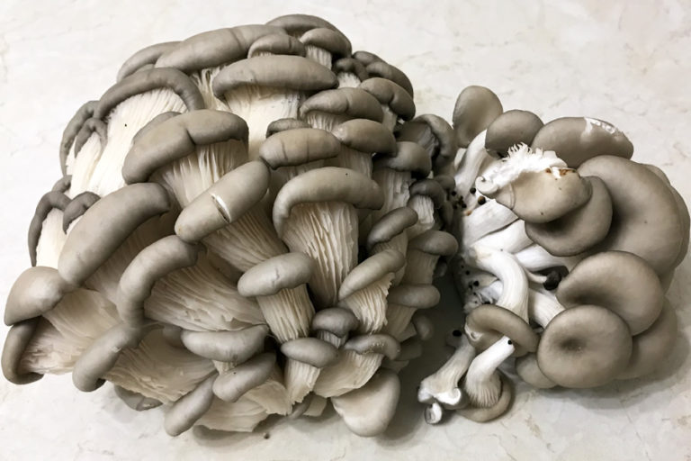 Грибы вешенки: польза и вред для здоровья