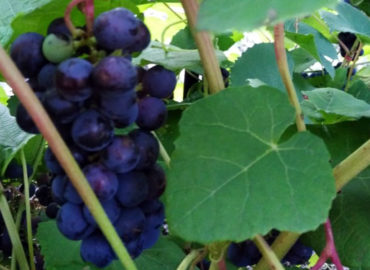 Виноград: выращивание и уход в открытом грунте