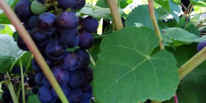 Виноград: выращивание и уход в открытом грунте