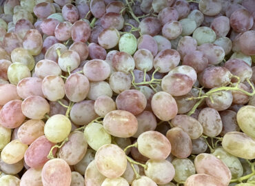 Виноград: польза и вред для здоровья