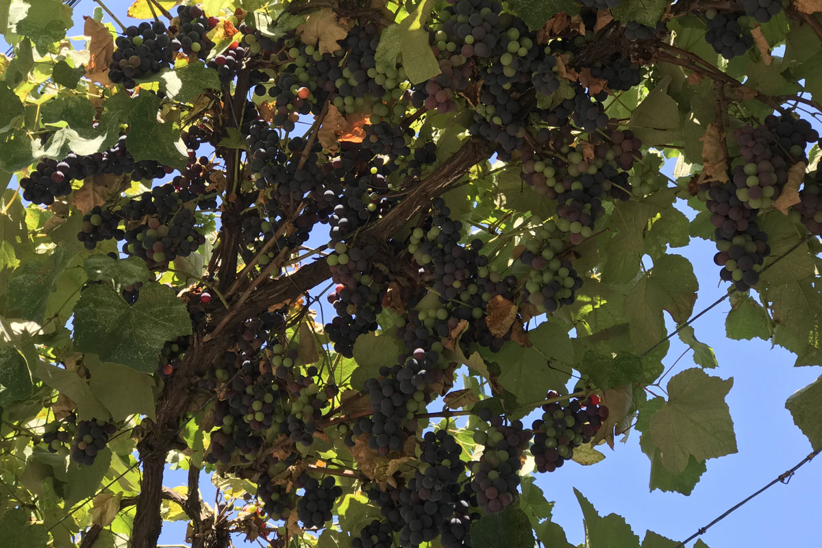 Виноград (Vitis vinifera)