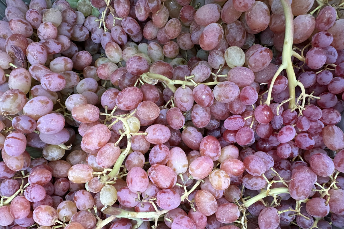 Виноград