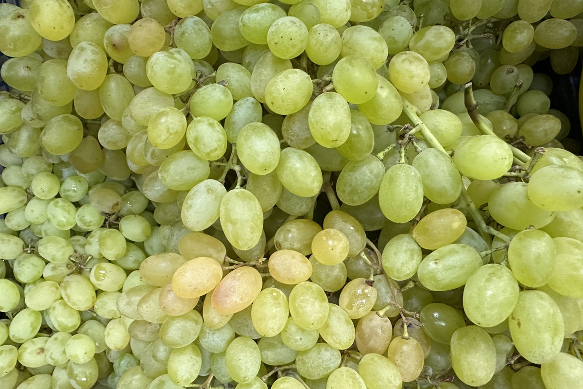 Виноград