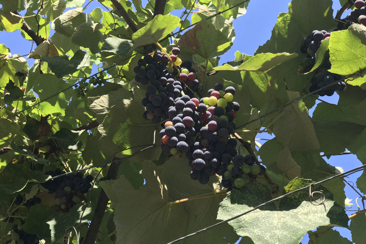 Виноград (Vitis vinifera)