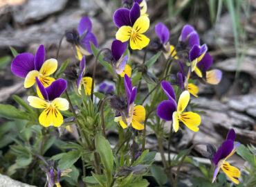 Фиалка рогатая (Виола рогатая, Viola cornuta)