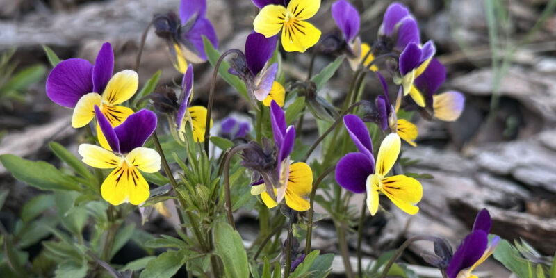 Фиалка рогатая (Виола рогатая, Viola cornuta)