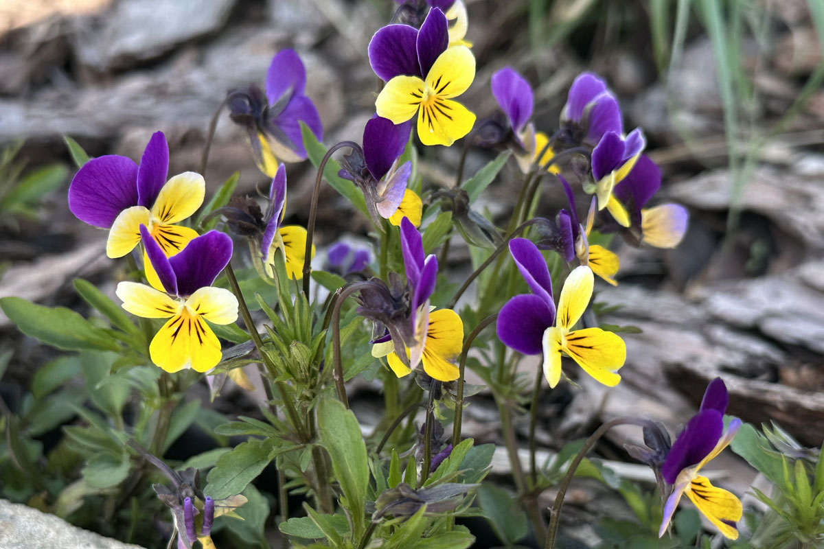 Фиалка рогатая (Виола рогатая, Viola cornuta)