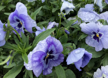 Виола Виттрока (лат. Viola × wittrockiana)