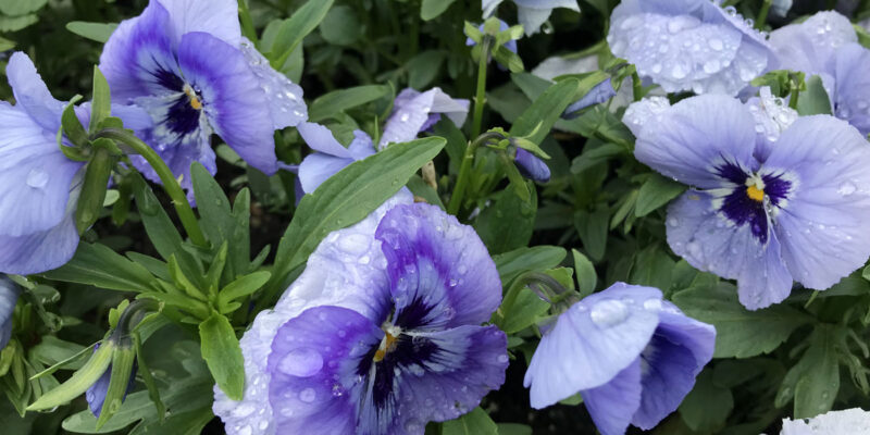 Виола Виттрока (лат. Viola × wittrockiana)