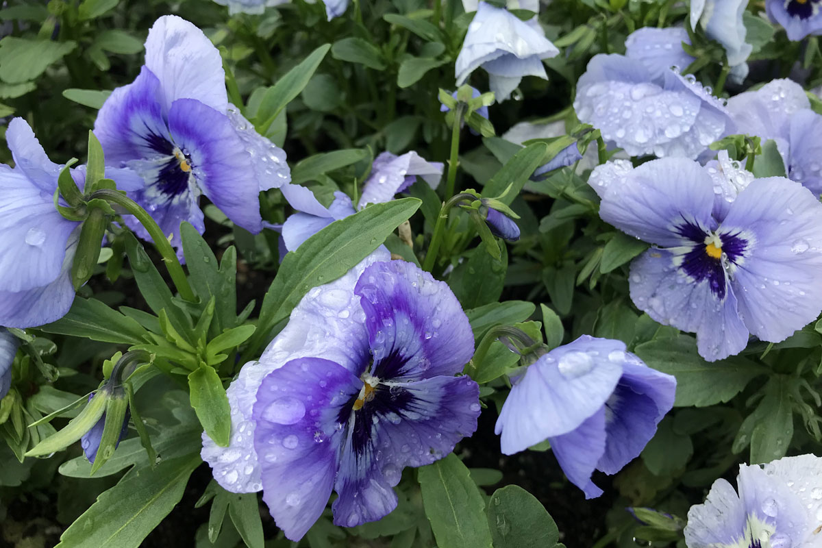 Виола Виттрока (лат. Viola × wittrockiana)
