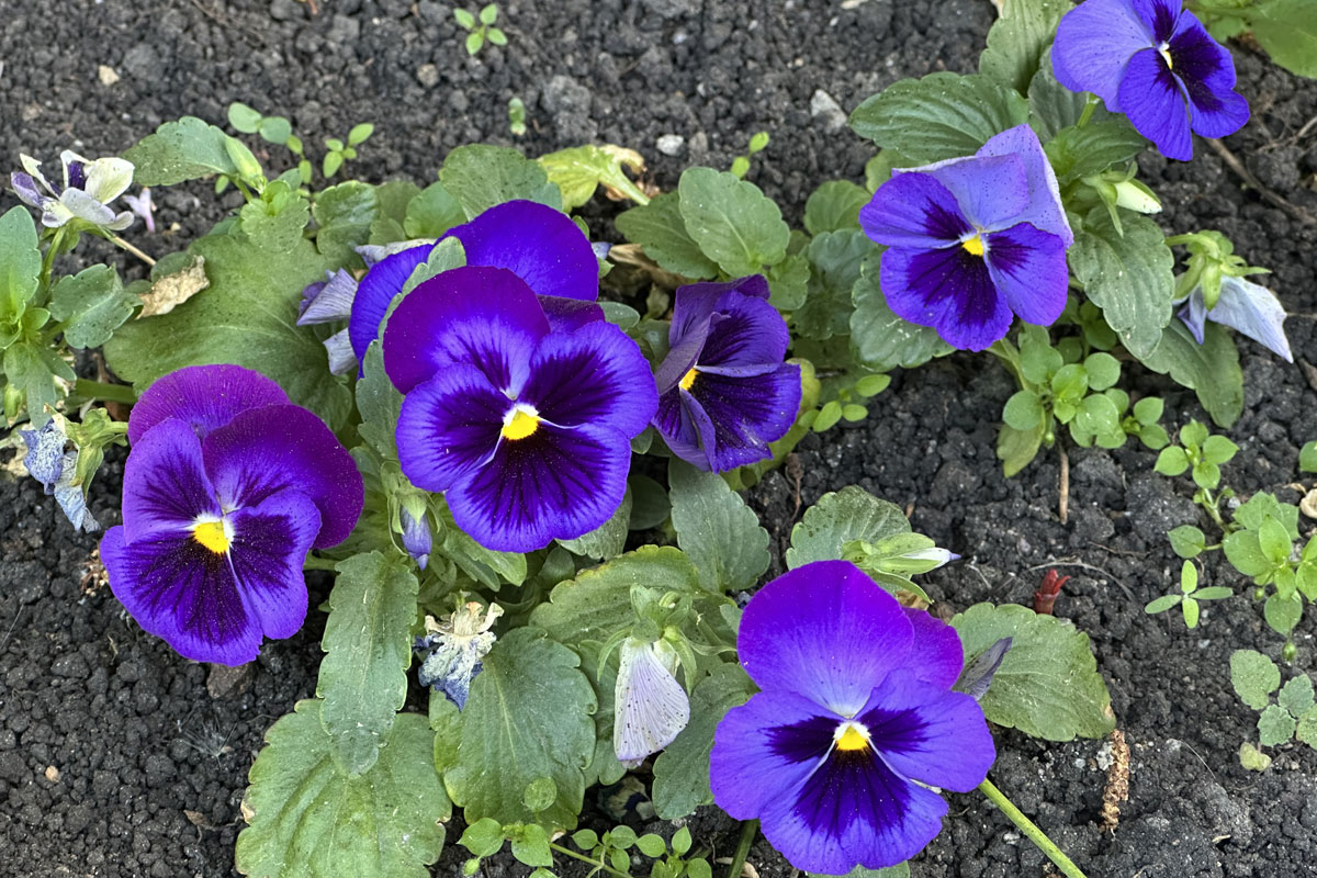 Виола Виттрока (лат. Viola × wittrockiana)