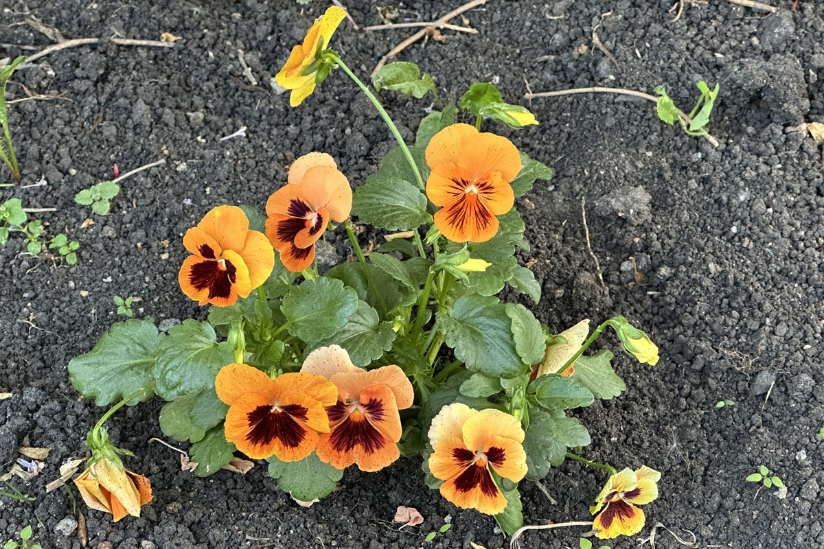 Виола Виттрока (лат. Viola × wittrockiana)